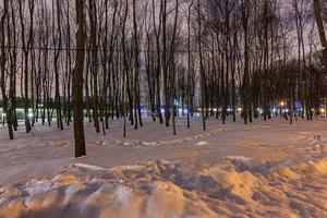 die Schönheit der Winterbäume im Park am Abend foto