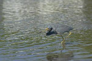 dreifarbiger Reiher 45 foto