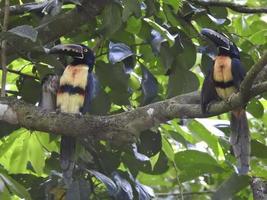 Halsbandaracari 2 foto