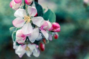Schöne weiße Apfelblütenblumen im Frühling. Hintergrund mit blühendem Apfelbaum. inspirierender natürlicher frühlingsblühender garten oder park. Blumenkunstdesign. selektiver Fokus. foto