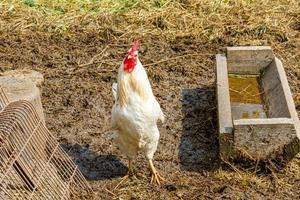 Freilandhuhn auf Bio-Tierfarm frei grasend im Hof auf Ranch-Hintergrund. henne hühner grasen auf einem natürlichen öko-bauernhof. moderne Tierhaltung und ökologische Landwirtschaft. Tierrechtskonzept. foto