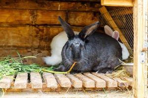 Kleine Fütterung weißer und schwarzer Kaninchen, die Gras im Kaninchenstall auf Tierfarm kauen, Scheunenranch Hintergrund. Hase im Stall auf natürlichem Öko-Bauernhof. Moderne Tierhaltung und ökologisches Landwirtschaftskonzept. foto