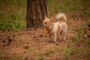 Chihuahua-Hund im Wald. Mini reinrassiger Hund für einen Spaziergang. Tier, Haustier. foto