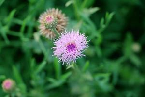 Blume mit grünem Hintergrund foto