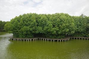 Mangrovenbäume am Rande des Sumpfes foto