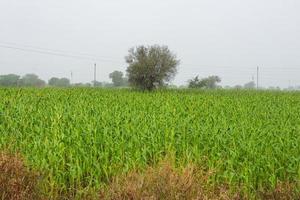 Jowar oder Sorghum. Jowar Grain Sorghum Crop Farm, - indische Landwirtschaft. foto