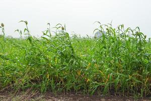 Jowar oder Sorghum. Jowar Grain Sorghum Crop Farm, - indische Landwirtschaft. foto