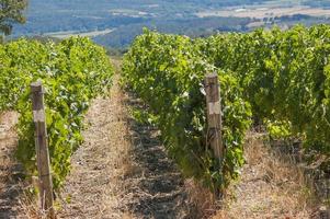 Reihen von Weinbergen in der Toskana foto