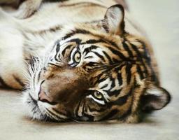 Tiger, Porträt eines bengalischen Tigers. foto