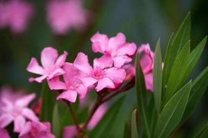 Nerium-Oleander-Blüten foto