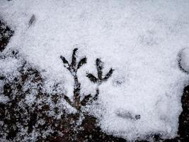 Vogelabdrücke auf dem Schnee, der Blumendruck bildet, niedliche Winternaturphotographie foto