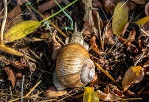 große Gartenschnecke im Schneckenhaus kriecht auf nasser Fahrbahn foto