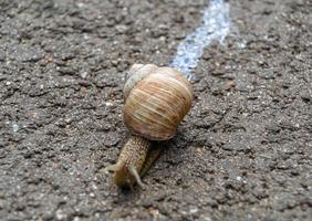 große Gartenschnecke im Schneckenhaus kriecht auf nasser Fahrbahn foto