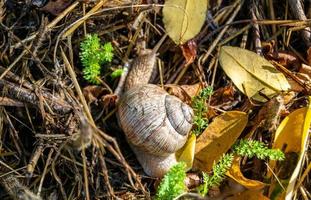 große Gartenschnecke im Schneckenhaus kriecht auf nasser Fahrbahn foto