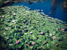 Seerose Pflanze Nymphaea foto