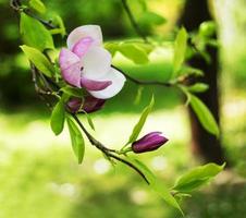 Frühlingsmagnolienblüten foto