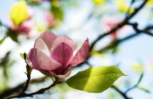 Frühlingsmagnolienblüten foto