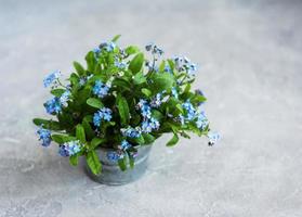 Vergissmeinnicht-Blumen in kleinem Metalleimer foto