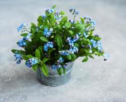 Vergissmeinnicht-Blumen in kleinem Metalleimer foto