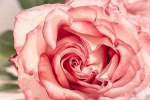Rosa Rose auf weißem Hintergrund. foto