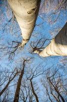 Äste und Zweige von Bäumen ohne Blätter im Winter. von unten gegen den blauen Himmel fotografiert. foto
