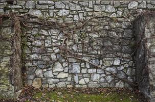 alte steinmauer überwachsen mit getrocknetem efeu in graz, österreich. foto