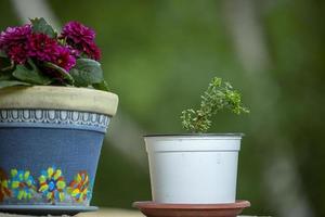 Blumentöpfe im Freien für kleinen Garten, Patio oder Terrasse, Nahaufnahme. foto