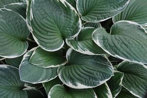 Dekorative Hosta-Pflanze mit großem Blattmuster im Freien im Garten foto