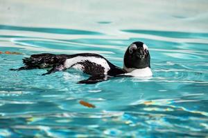 afrikanischer Pinguin. Vogel und Vögel. Wasserwelt und Fauna. Tierwelt und Zoologie.
