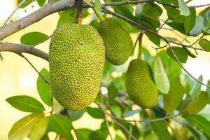 Jackfrucht auf der tropischen Frucht des Jackfruchtbaums auf Naturblatthintergrund foto