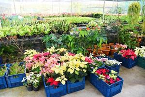 Gewächshaus mit verschiedenen Arten von Pflanzen im Topfhintergrund, Baumschulblumen und Pflanzenanbau für die Dekoration im Garten foto