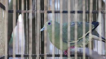 Pink Necked Green Pigeon oder Treron Vernans in einem Käfig foto