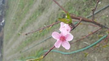 Pfirsichblütenbaum, rosa Frühlingsblume foto