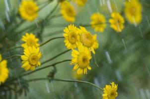 gelbe Blüten mit Wassertropfen