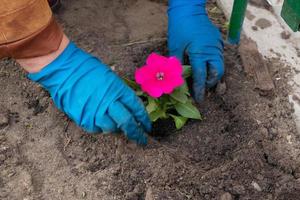 Arbeiten im Frühlingsgarten und Blumenbeet - Pflanzen von Petunienblumen aus temporären Töpfen in den Boden foto