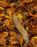 Herbstblätter und ein Stück altes Holz foto