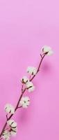 natürliche Baumwollblumen. weiße Wattebällchen Blumenzweige und rosa Hintergrund. foto