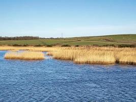 goldenes schilf in einem see im naturpark st aidans in der nähe von leeds, england foto