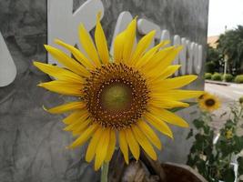 blume sonnenblume gelb natur schöne illustration photographie foto