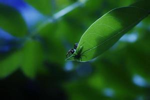 Nahaufnahmefoto einer kleinen blau-weißen Spinne, die von unten gesehen wird und aufgrund der dünnen Blätter und des hellen Sonnenlichts so aussieht, als wäre ihr Körper durchsichtig. Follikel. foto