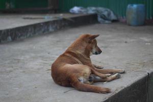 der Hund, der auf der Straße sitzt. foto