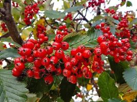 Rote Vogelbeeren Sorbus Aucuparia in Norwegen foto