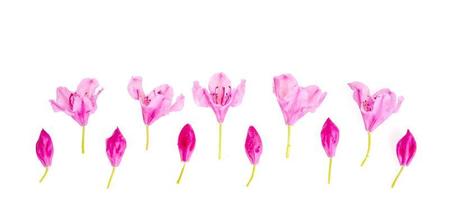 rosa kleine Blüten und Knospen isoliert auf weißem Hintergrund foto