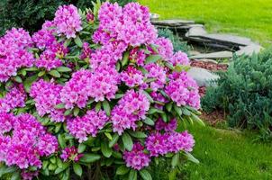 Rosenblühender Rhododendronbusch im Garten. Foto