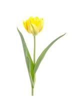 gelbe Tulpe isoliert auf weißem Hintergrund.