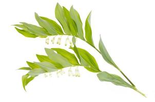 Polygonatum officinalis-Zweig mit weißen Blüten und grünen Blättern. foto