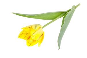 gelbe Tulpe isoliert auf weißem Hintergrund. foto