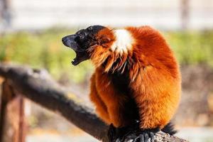 Roter Vari-Affe. Säugetier und Säugetiere. Landwelt und Fauna. Tierwelt und Zoologie. foto