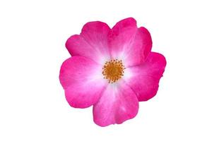 rosa Blume isoliert auf weißem Hintergrund - Bild foto