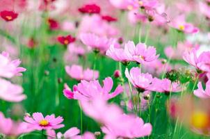 weicher fokus rosa kosmosblume im feld an einem sonnigen tag. foto